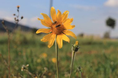 Sert bir ayçiçeğine tünemiş iki arıya yakın çekim