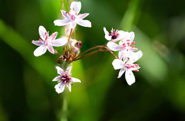 Bir ağacın çiçek açan çiçekleri.