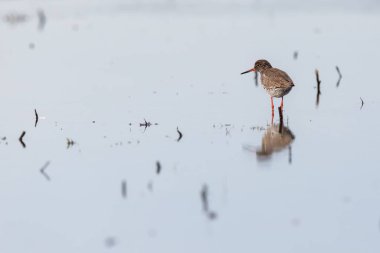 Hollanda 'daki sığ bir bataklık gölünde yalnız bir kızıl kuş.