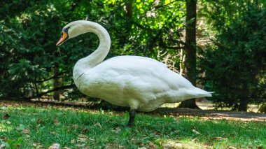 Çimlerin üzerinde beyaz bir kuğunun yakın plan çekimi.