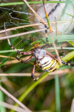 A vertical closeup of an Argiope spider (Argiope bruennichi) with a cocoon in green grass clipart