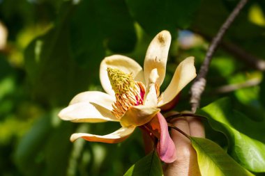 Sarı bir Manolya çiçeğinin bir insanın eliyle çekilmiş yakın çekimi.