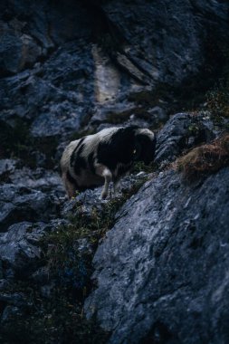 Almanya 'daki Zugspitze Dağı' nda kayanın üzerinde duran kara ve beyaz koyunun dikey yakın çekimi.