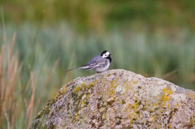 Çimenliğin bulanık arka planında kayanın üzerinde duran bir Wagtail kuşu.