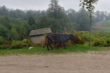 İran 'ın Mazandaran ilinin Ramsar ilçesindeki kırsal sisli bir vadide otlayan büyük siyah bir inek.