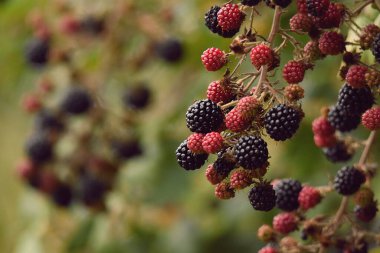 Yetiştirilen böğürtlenlere yakın çekim