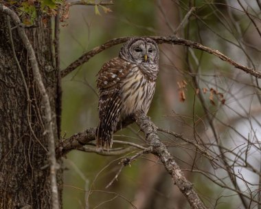 Ormandaki ağaç dalına tünemiş bir Strix baykuşunun yakın çekimi.