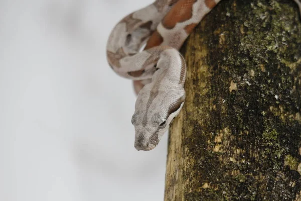 Eine Nahaufnahme Von Schlange Vor Weißem Hintergrund — Stockfoto