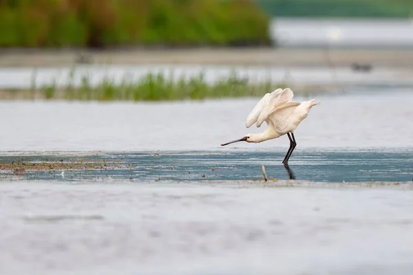 Самотній Самотній Птах Мілководді Озера Нідерландах — стокове фото