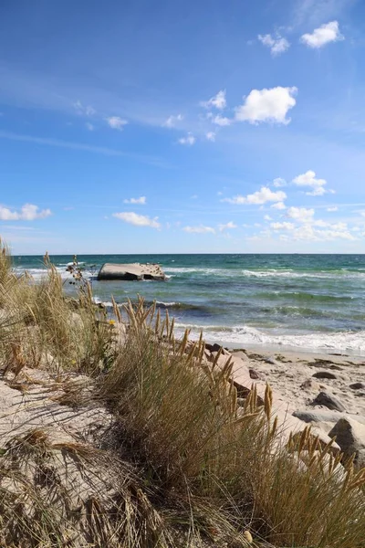 丹麦斯卡根沙滩上的一片垂直的草丛 背景是一片大海 — 图库照片