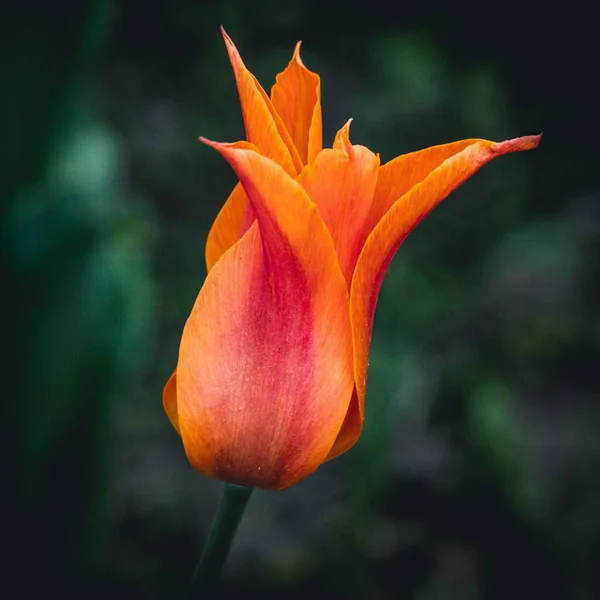 Primer Plano Una Hermosa Flor Tulipán Naranja Campo — Foto de Stock