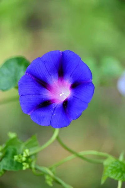 Eine Vertikale Aufnahme Einer Blume Des Morgenruhms — Stockfoto