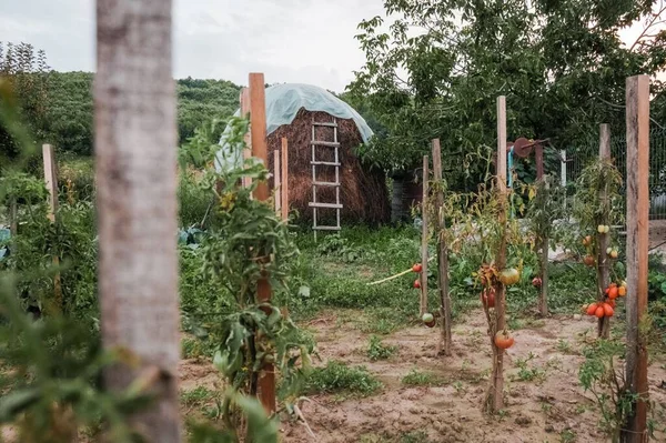 Dojrzewające Pomidory Wiśniowe Uprawiane Rumunii — Zdjęcie stockowe