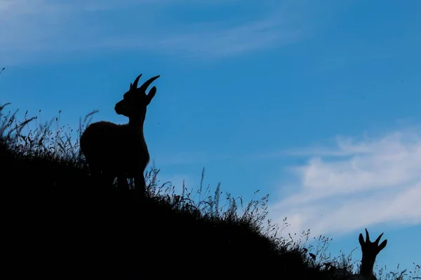 Une Silhouette Une Chèvre Montagne Fond Bleu Ciel — Photo