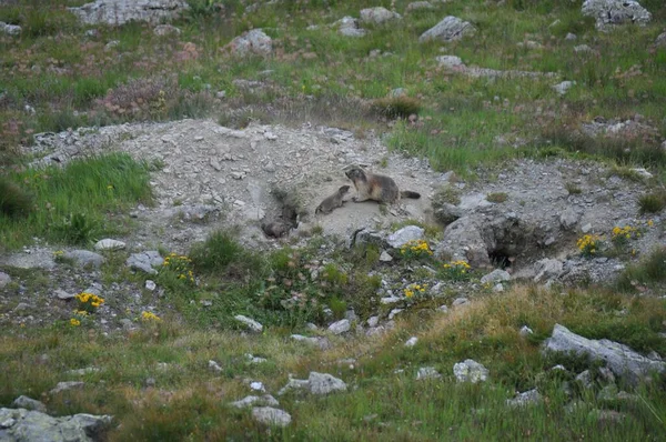 Marmotta Alpina Che Protegge Suoi Piccoli Tana Sul Fianco Delle — Foto Stock