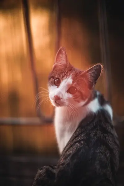 Vertikální Záběr Šedobílé Kočky Při Západu Slunce Hledící Kamery — Stock fotografie