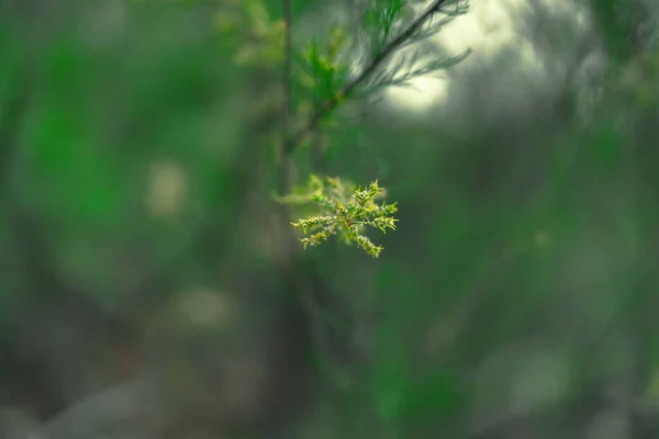 Bulanık Yeşil Arkaplana Karşı Bir Ağaç Dalının Yakın Çekimi — Stok fotoğraf