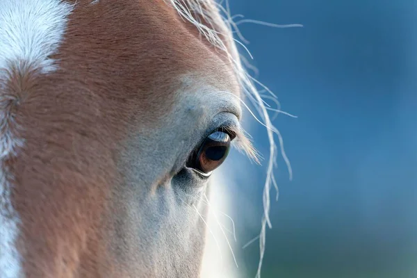 Eine Nahaufnahme Des Schönen Braunen Auges Eines Pferdes Mit Langen — Stockfoto