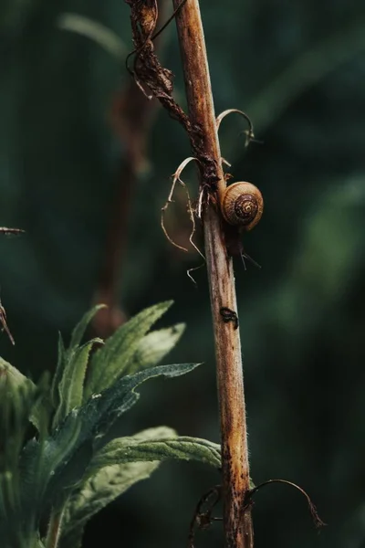 Kuru Yapraklı Bir Salyangozun Dikey Görüntüsü — Stok fotoğraf