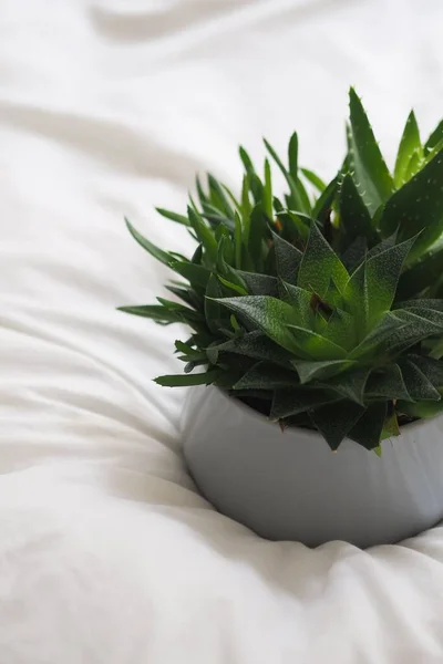 Een Close Van Sappige Planten Witte Pot Bed — Stockfoto