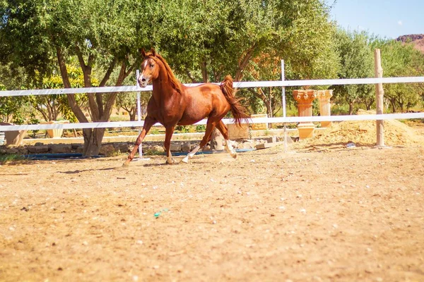 Beautiful Brown Horse Running Farm — Stock Photo, Image