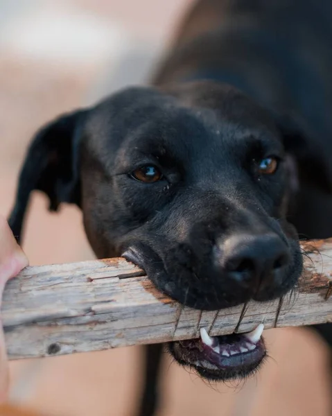 Vertical Closeup Black Dog Holding Wood Stick Its Mouth — Stock Photo, Image