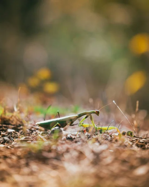 自然の中でのカマキリの垂直ショット — ストック写真