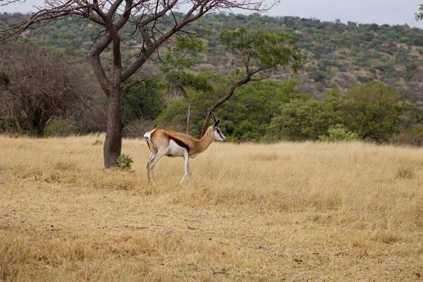 Detailní Záběr Krásné Divoké Springbok Stojící Poli Jižní Africe — Stock fotografie