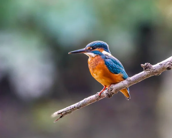 Tiro Perto Pássaro Kingfisher Segurando Galho Árvore Fundo Embaçado — Fotografia de Stock