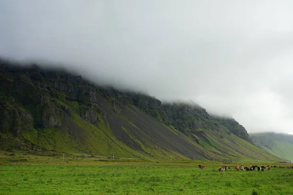 Herd Icelandic Cattle Grazing Wide Green Field Mountains Background Cloudy — Stock Photo, Image