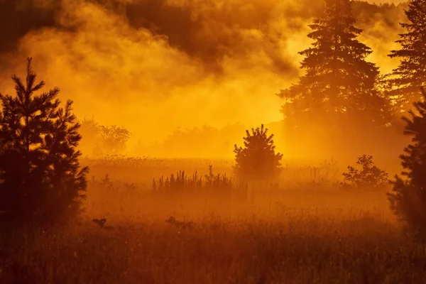 Naturskön Utsikt Över Granar Ett Fält Vid Ljus Gyllene Timme — Stockfoto