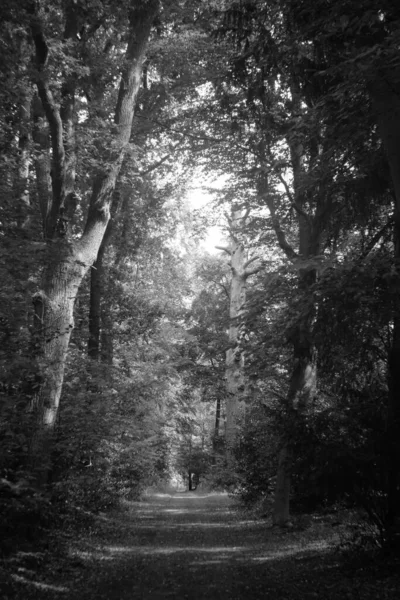 Вертикальный Монохромный Снимок Узкой Дороги Лесу Окруженной Деревьями — стоковое фото