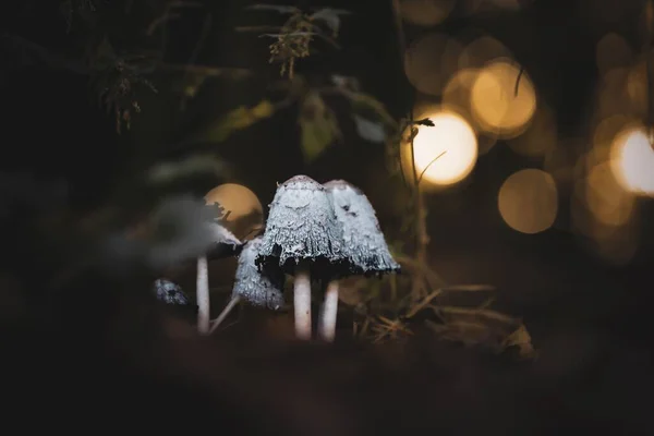 Tiro Macro Pequenos Cogumelos Psilocybe Cubensis Uma Floresta Com Gotas — Fotografia de Stock