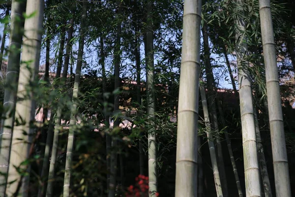 stock image The bamboo stems and lush leaves, cool for background