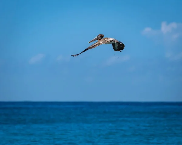 空中を飛んでいる茶色のペリカンのクローズアップ — ストック写真