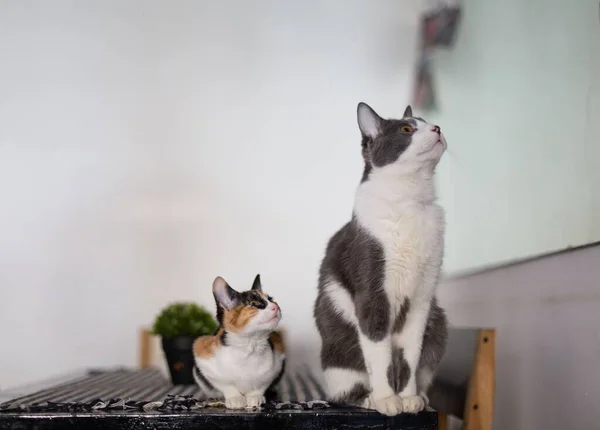 Hermosos Dos Gatos Taquigrafía Sentados Mesa Mirando Hacia Arriba Dentro —  Fotos de Stock