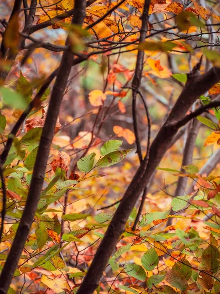 木の枝や色鮮やかな葉の垂直閉鎖 秋の色の森の中の紅葉 — ストック写真