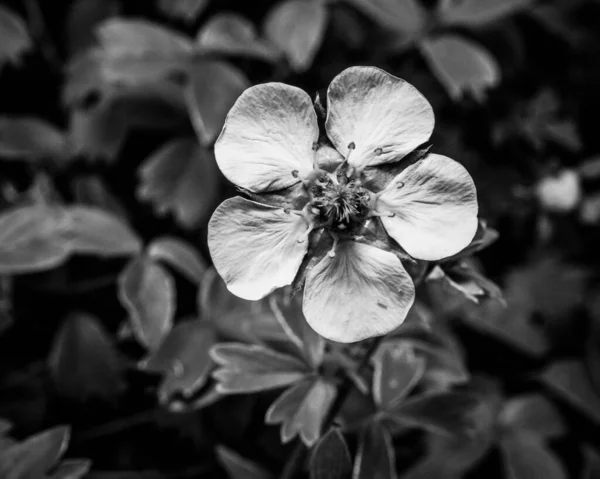 葉に囲まれたリンゴの花の灰色のクローズアップ — ストック写真