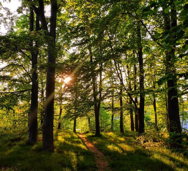 Uma Floresta Cênica Com Beco Estreito Dia Ensolarado — Fotografia de Stock