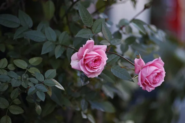 Une Rose Fleurie Dans Jardin — Photo