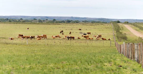 Uma Manada Vacas Pastando Longo Uma Solitária Estrada Terra Cercada — Fotografia de Stock