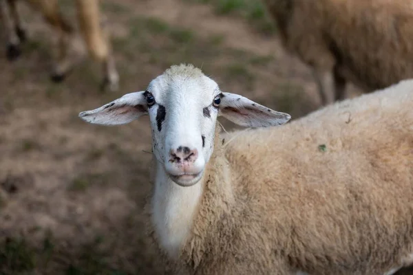 Portrait Fluffy Jezersko Solaava Goat Farm Meadow Blur Background — Stock Photo, Image