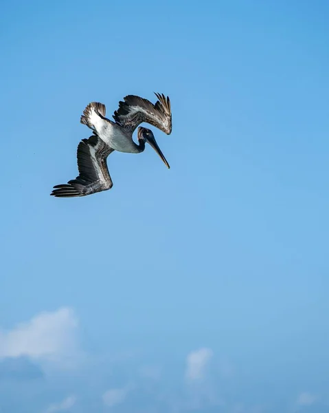 Вертикальний Знімок Коричневого Пелікана Летить Повітрі — стокове фото