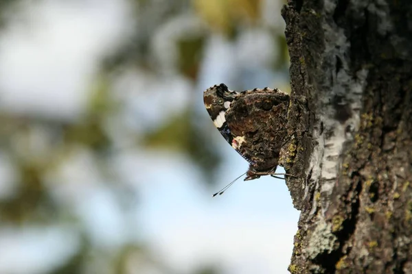 Bulanık Bir Arka Planda Ağaçtaki Küçük Bir Kelebeğin Makro Görüntüsü — Stok fotoğraf