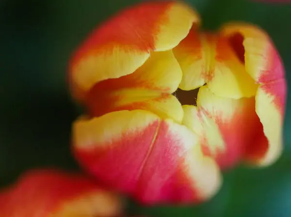 stock image A closeup of a gorgeous red garden tulip with yellow edges on its petals on a blurred green background