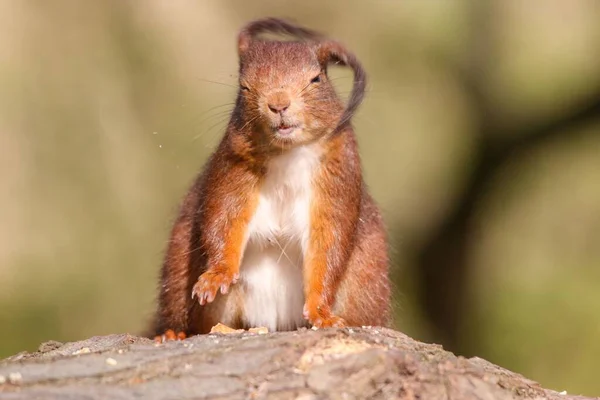 배경에 흔들고 귀엽고 다람쥐의 — 스톡 사진