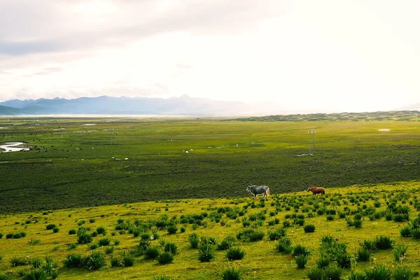 Hipnotyzujący Krajobraz Zielonego Pastwiska Wypasanymi Krowami — Zdjęcie stockowe