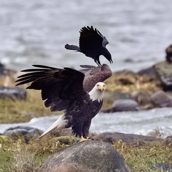 Primer Plano Cuervo Negro Atacando Águila Calva Posada Sobre Una —  Fotos de Stock