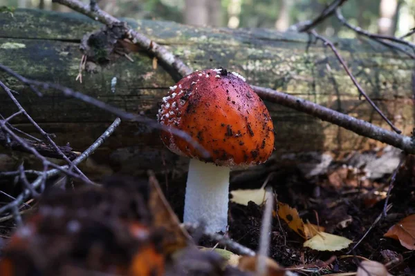 秋の森の中のヤングフライのキノコのクローズアップ — ストック写真