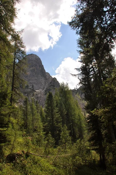 一片垂直的山地森林 有松树 地平线上有岩石山 — 图库照片